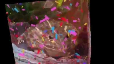 Yum Yum’s 2nd Birthday! 🎉