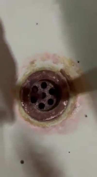 Animal found trying to escape from drain in a sink