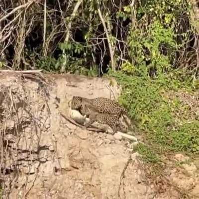 🔥 Jaguar cub helping his mother to drag a Caiman up the bank