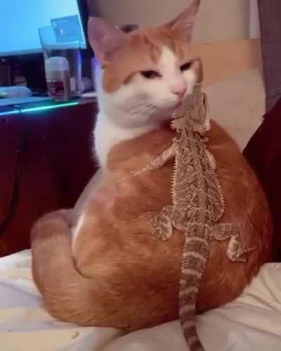 a litlle chonky friend!!