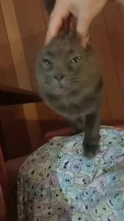 Mischief politely reminding me it is dinner time