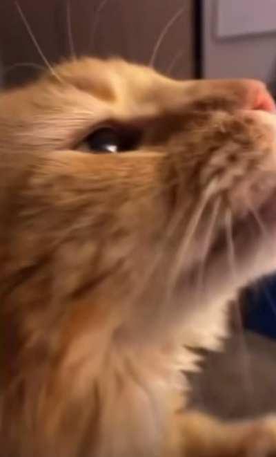 Cat regrets ice cream