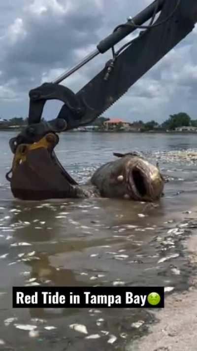 700lb Goliath Grouper