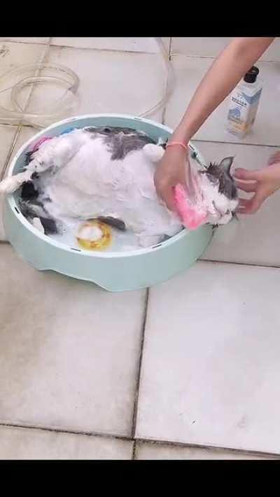 Piggy is well-behaved while bathing.