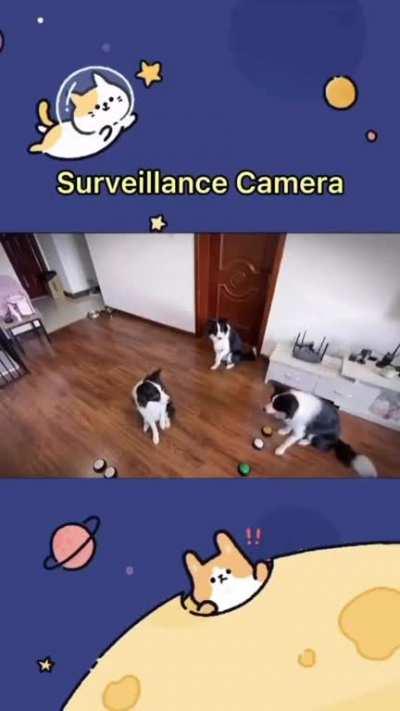 Dogs playing Simon Says