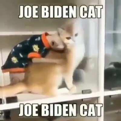 Biden cat 😳