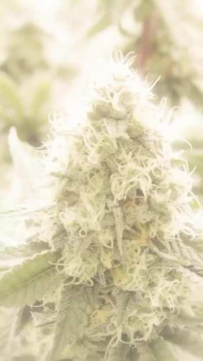 Tinashe's 'Green T' is Almost Here! What Are Your Thoughts?