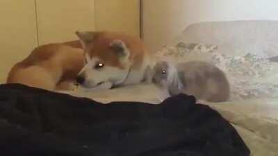 Bunnies flop over when they feel completely safe