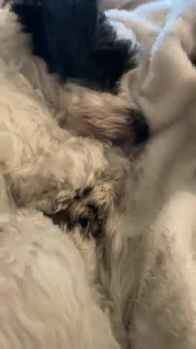 Penny taking a nap with her brother, Chuy