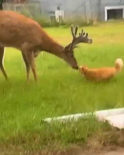 A curious buck and a cat interacting