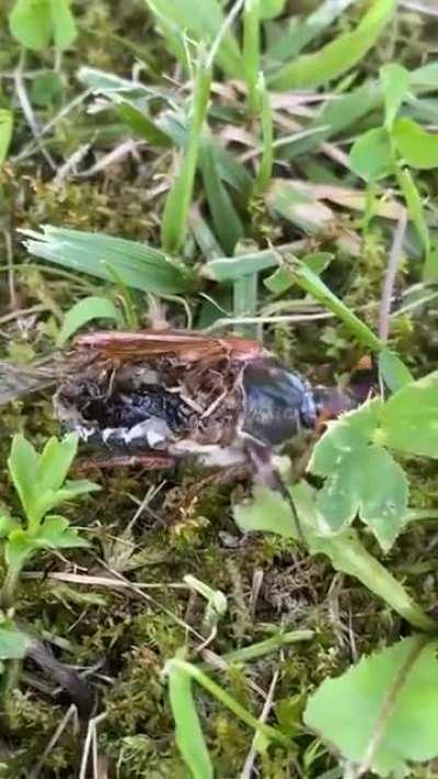 How is this bug even still alive?