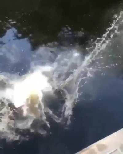 HMC I’m the diving queen.