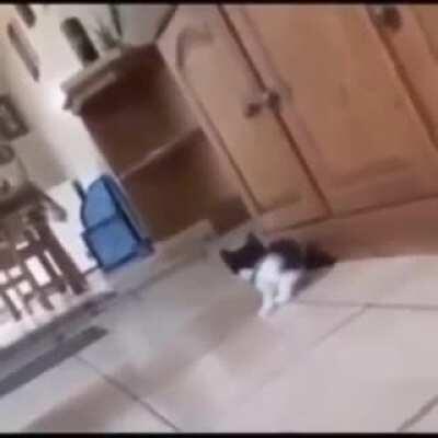 My ancestors come for me and they want blood