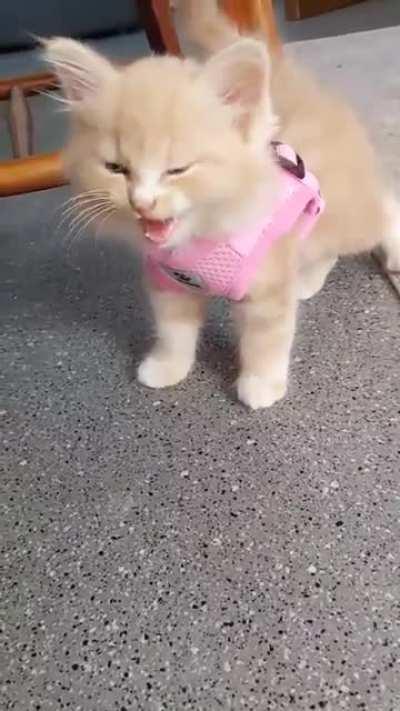 Help! Cat has swallowed a Cessna and now it's stalling