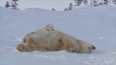 Momma bear and her cubs