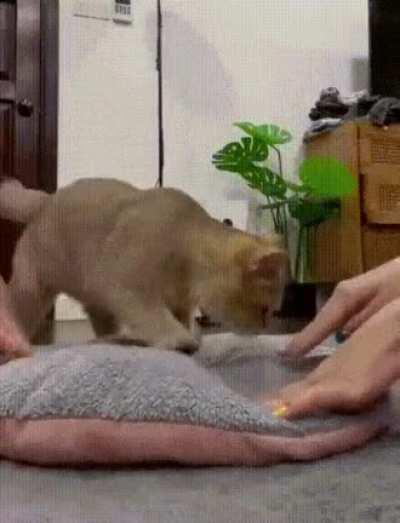 Эхх, всему надо учить...