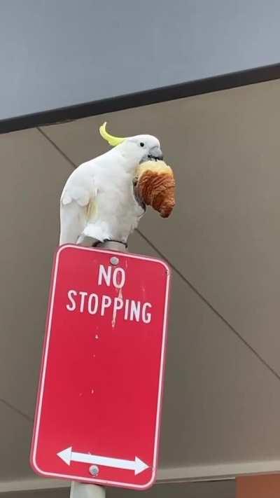 Cockatoo stops in a no-stopping zone to flaunt his stolen croissant