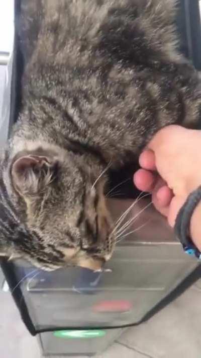 Tap/pet the cat