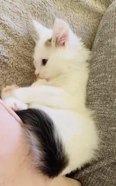 Playing with his tail!