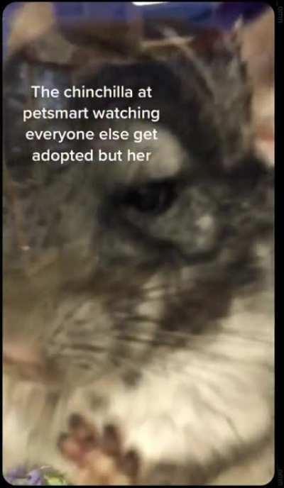 she got adopted right after