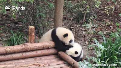 A panda a day keeps the sorrow away