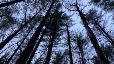 The trees near my favorite spot.