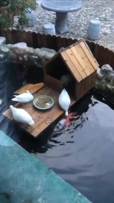 Ducks are so loving, more emotional than some humans,what do you think?