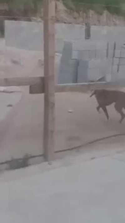 Manda para o tio Orochi kkkkk