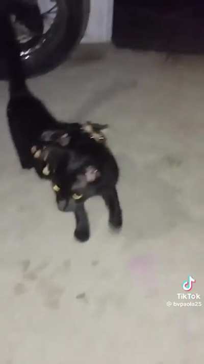 Cat was lost and returned two days later