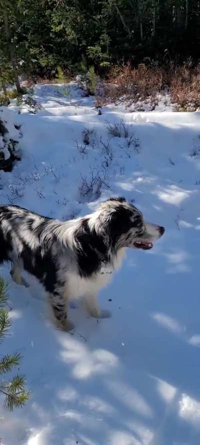 Happy pups in the snow ❄️ ❤️
