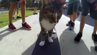 Skater cat!