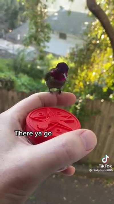 Hector the nectar collector takes a chill