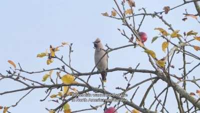 Bohemian Waxwings can eat huge numbers of berries, each bird sometimes consuming several hundred a day, more than double its own weight. One individual was recorded as eating between 600 and 1,000 cotoneaster berries in six hours, and defecating every fou