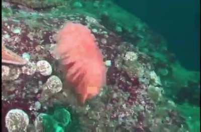 Sea anemone has got to go !