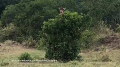 🔥 Giraffe in a crazy scratching session.