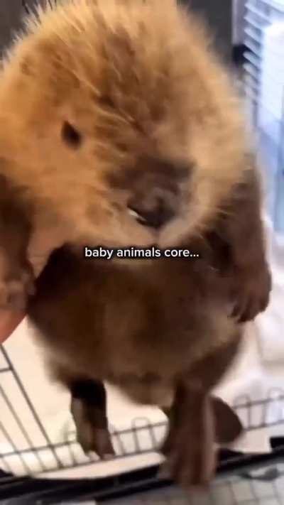 Baby Animals