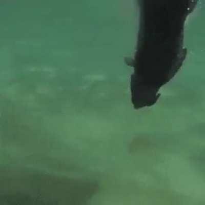 HMK while I go divingSuccess