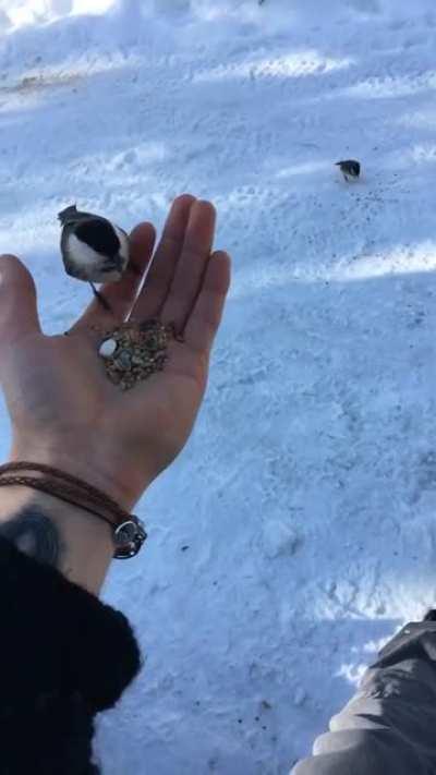 Hiking in the Swiss alps on 200 ugs. I was peaking when the birds came to visit me