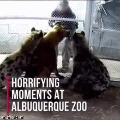 Когда пришел со своим покормить гиен