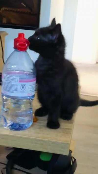 Warrant out on one Bitey McNibble, charged with destruction of property, remain vigilant everyone!