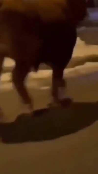 Cow on the loose in Rhode Island after escaping trip to slaughterhouse.