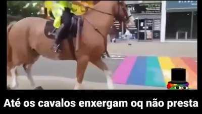 Cavalos 🥰🥰🥰