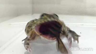 Bullfrog eating Murder Hornet