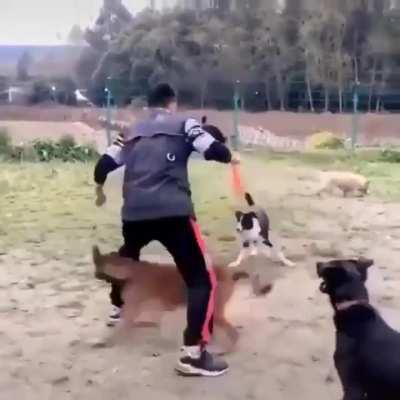 Those are some smooth moves, goodes doggos out there