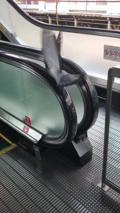 This pigeon in an epic battle with handrails
