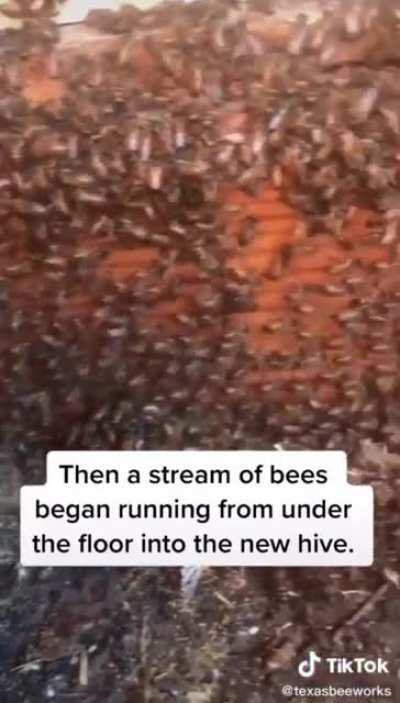 I didn’t know someone could handle bees like that.