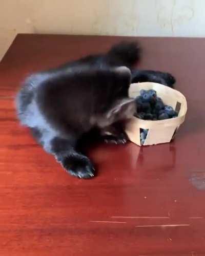 An adorable Russian sable enjoying some blueberries