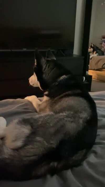 Our huskies are normally pretty quiet but today they decided to grace our home with a symphony of madness.