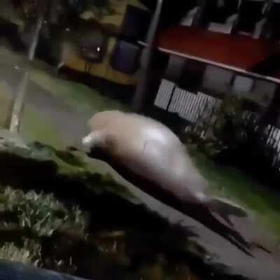 Can't be rude, gotta go to the party they invited