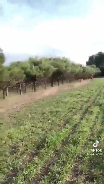 🔥Rampage of the elks can outrun the horses..